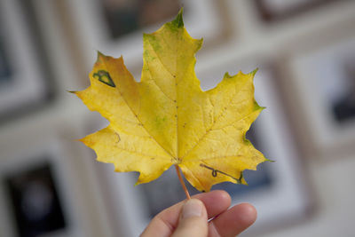 Close-up of yellow hand holding maple leaf
