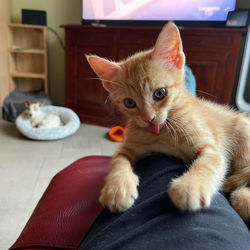 pet