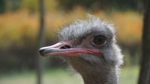 Close-up of ostrich head
