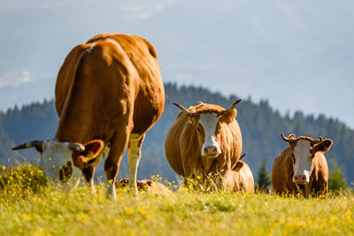 Cows on a meadow in alps austria. schockl mountain above graz place to visit. cattle graze