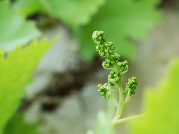 Close-up of fresh green plant