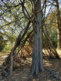 tree trunk