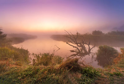 Old fallen dry oak laying water towards sunrise. autumn foggy rural landscape. river neman, belarus