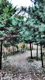 Trees in park against sky