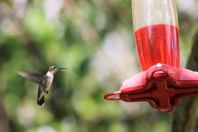 Close-up of hummingbird flying by feeder