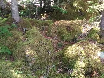 Moss on grass in forest