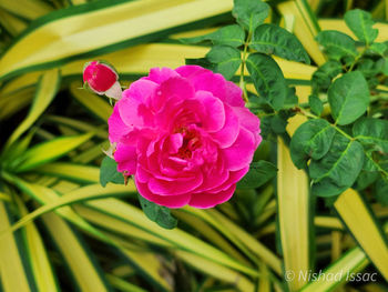 flowering plant