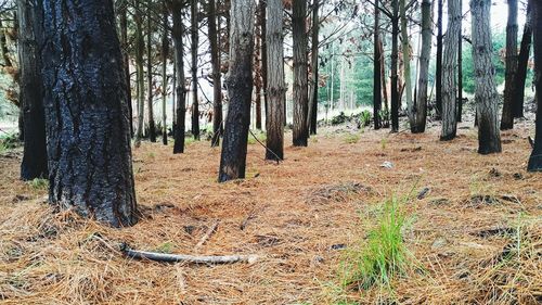 Trees on field in forest