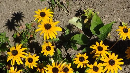 Close-up of yellow flowers