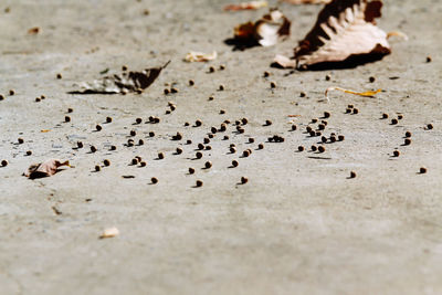 Close-up of dry leaves on land