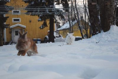 Sheep on snow covered landscape during winter