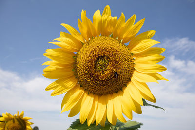 Close-up of bee on sunflower against sky