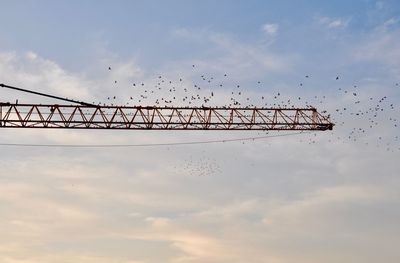 Low angle view of birds flying against sky