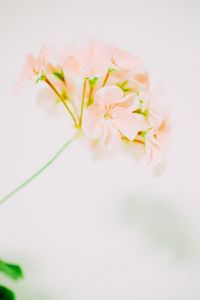 Close-up of white flowers over white background