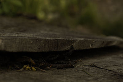 Close-up of lizard on wood