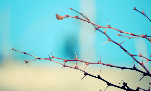 Low angle view of tree against sky