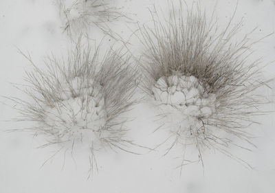 Close-up of flowers