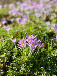 Close-up of purple crocus flowers on field