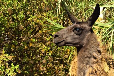 Close-up portrait of deer