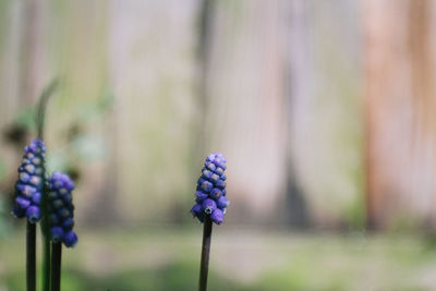 Close-up of purple flowering plants on field