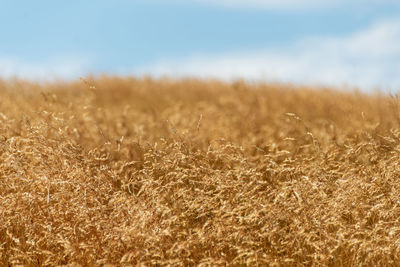 Crops growing on field against sky