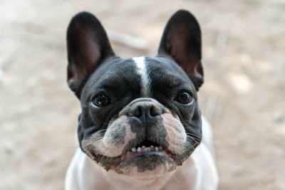 Close up little cute black and white french bulldog puppy