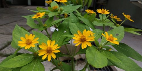 Close-up of yellow flowering plants