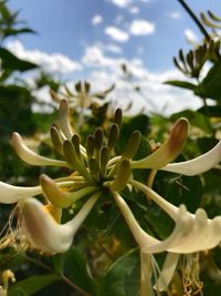 Close-up of white flowering plant