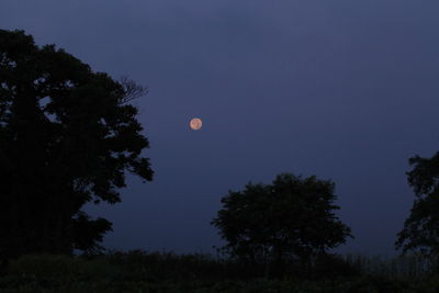 Low angle view of trees against sky at night