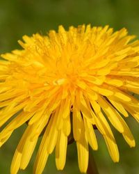 Close-up of yellow flower