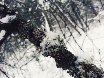 Close-up of tree trunk during winter