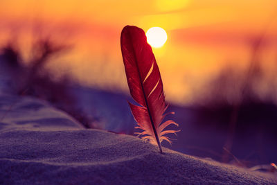 Whispers of the sea. sunset serenade with a feather on baltic shores. sea shore scenery.