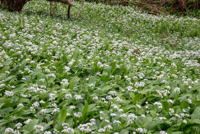 White flowering plants in garden