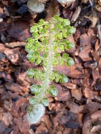 Close-up of plant growing on field