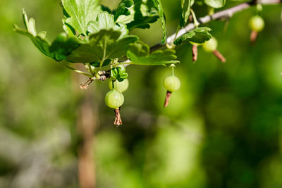 Close-up of berries growing on tree