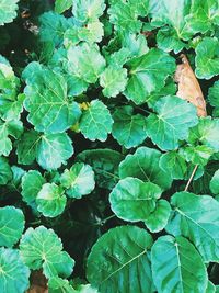 Full frame shot of green leaves