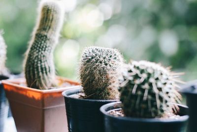 Close-up of succulent plant in pot