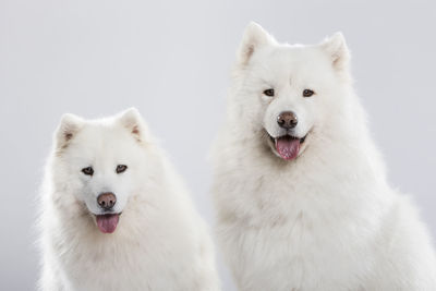 Studio portrait of a beautiful samoyed dog couple against neutral background