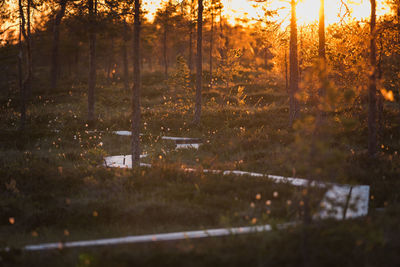 Trees growing in forest during sunset