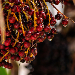 Close-up of cherries growing on tree