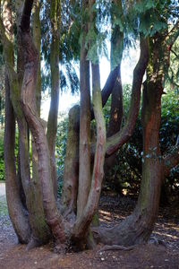 Cactus growing on tree trunk