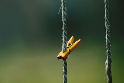 Close-up of insect on plant