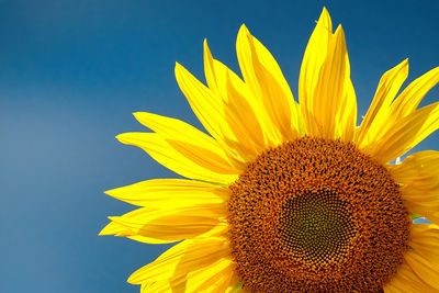 Close-up of yellow sunflower against sky