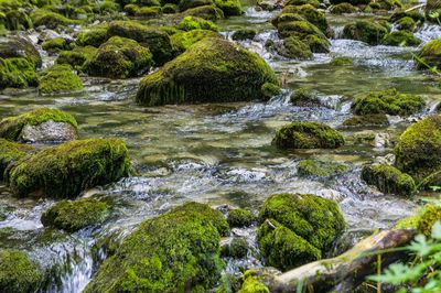 Scenic view of river flowing through rocks in forest