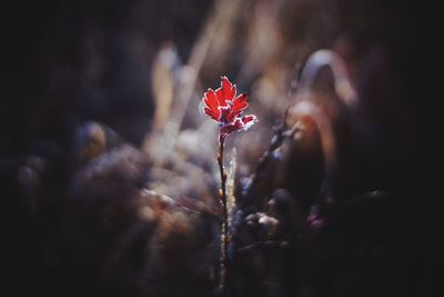 Close-up of red flowering plant