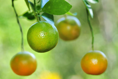 Close-up of fruits hanging on tree