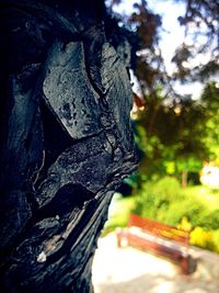 Close-up of tree trunk