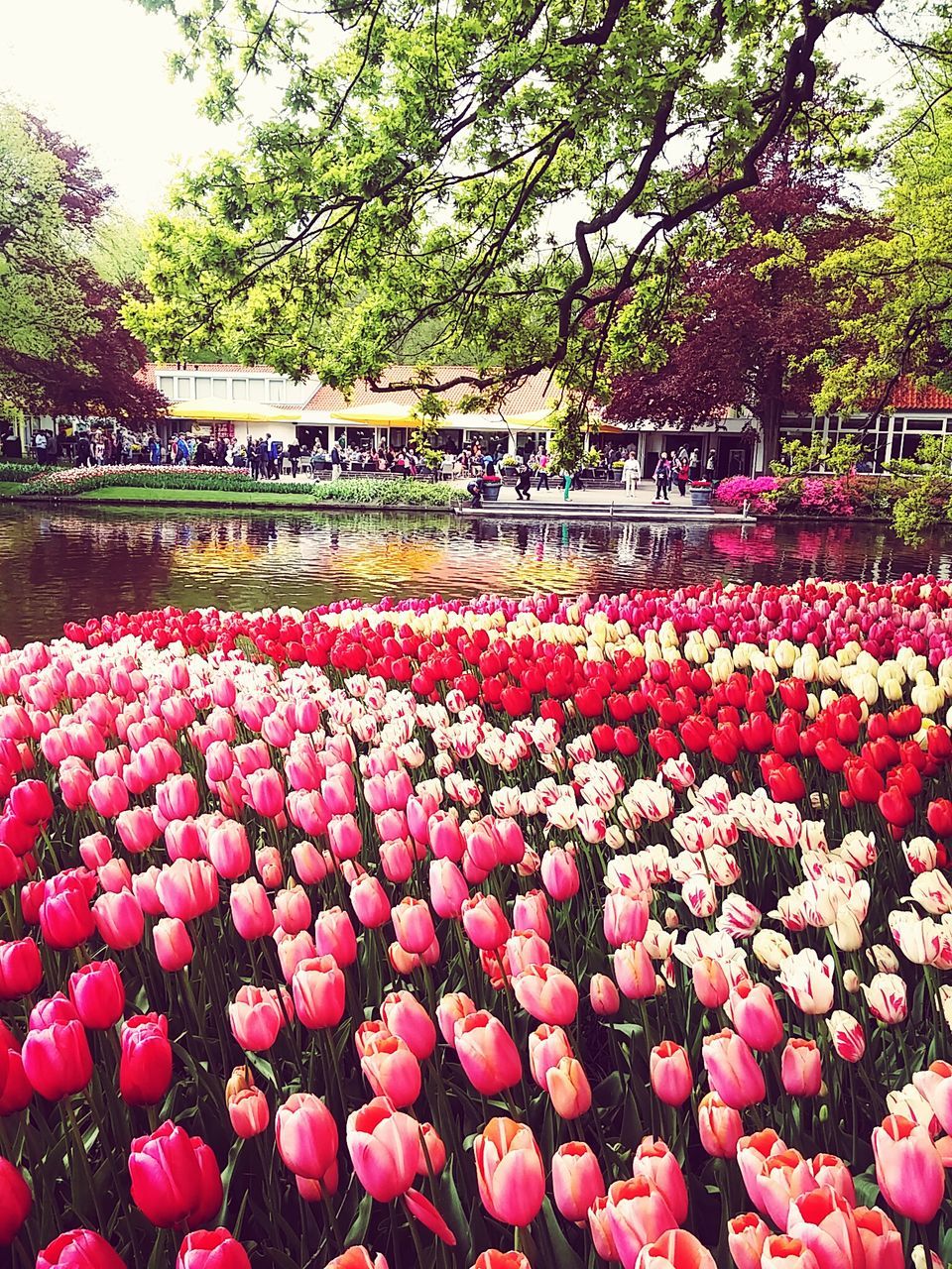 flower, tree, freshness, growth, pink color, fragility, beauty in nature, park - man made space, nature, plant, formal garden, blooming, garden, flowerbed, blossom, red, petal, abundance, in bloom, day