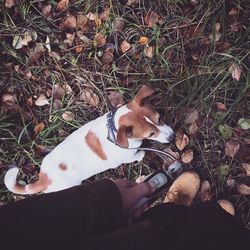 High angle view of dog on field