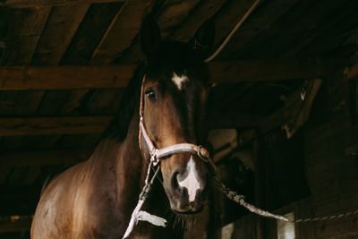 Horse in stable